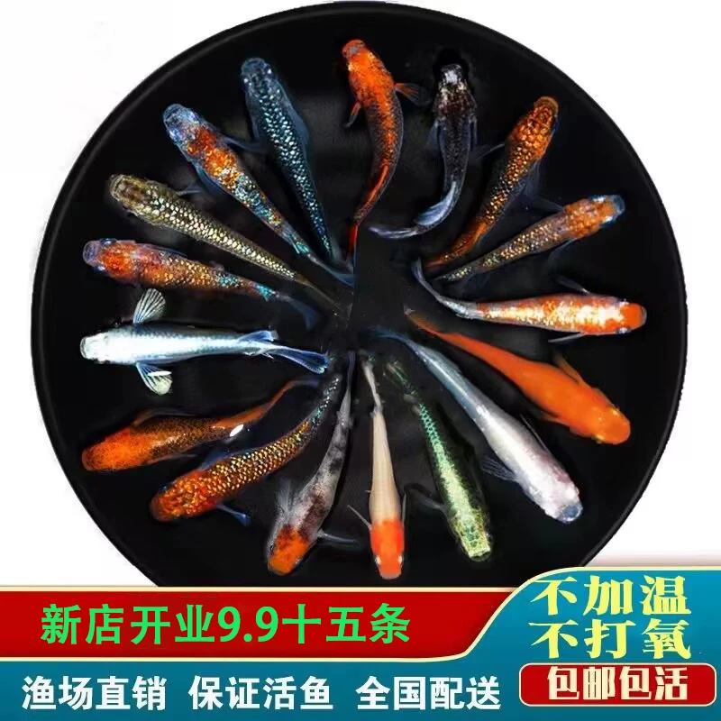 观背青鳉小型冷水淡水观赏鱼小型锦鲤新手好养活球体