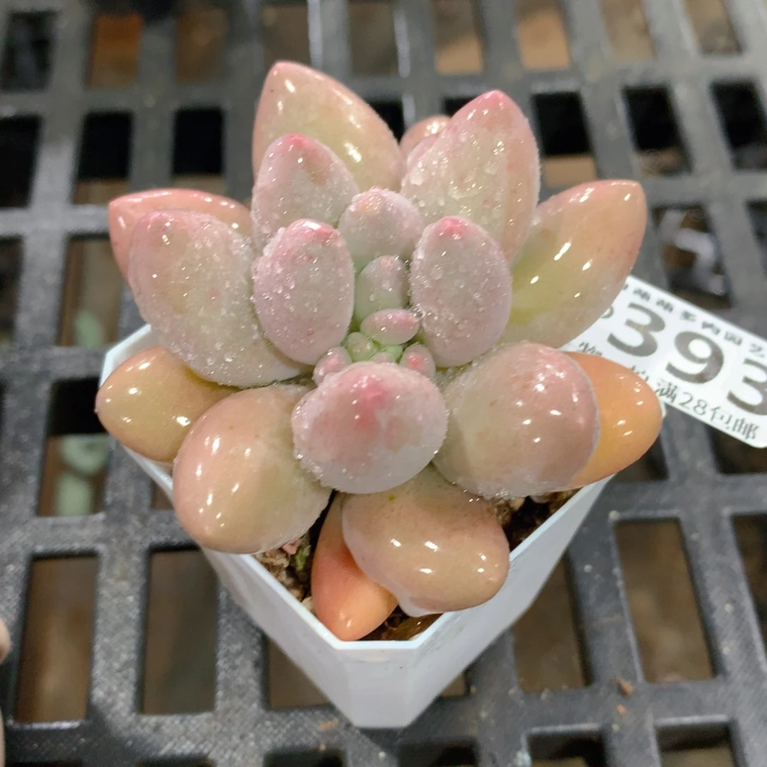 肉萌萌拇指盆精控多肉ZD393