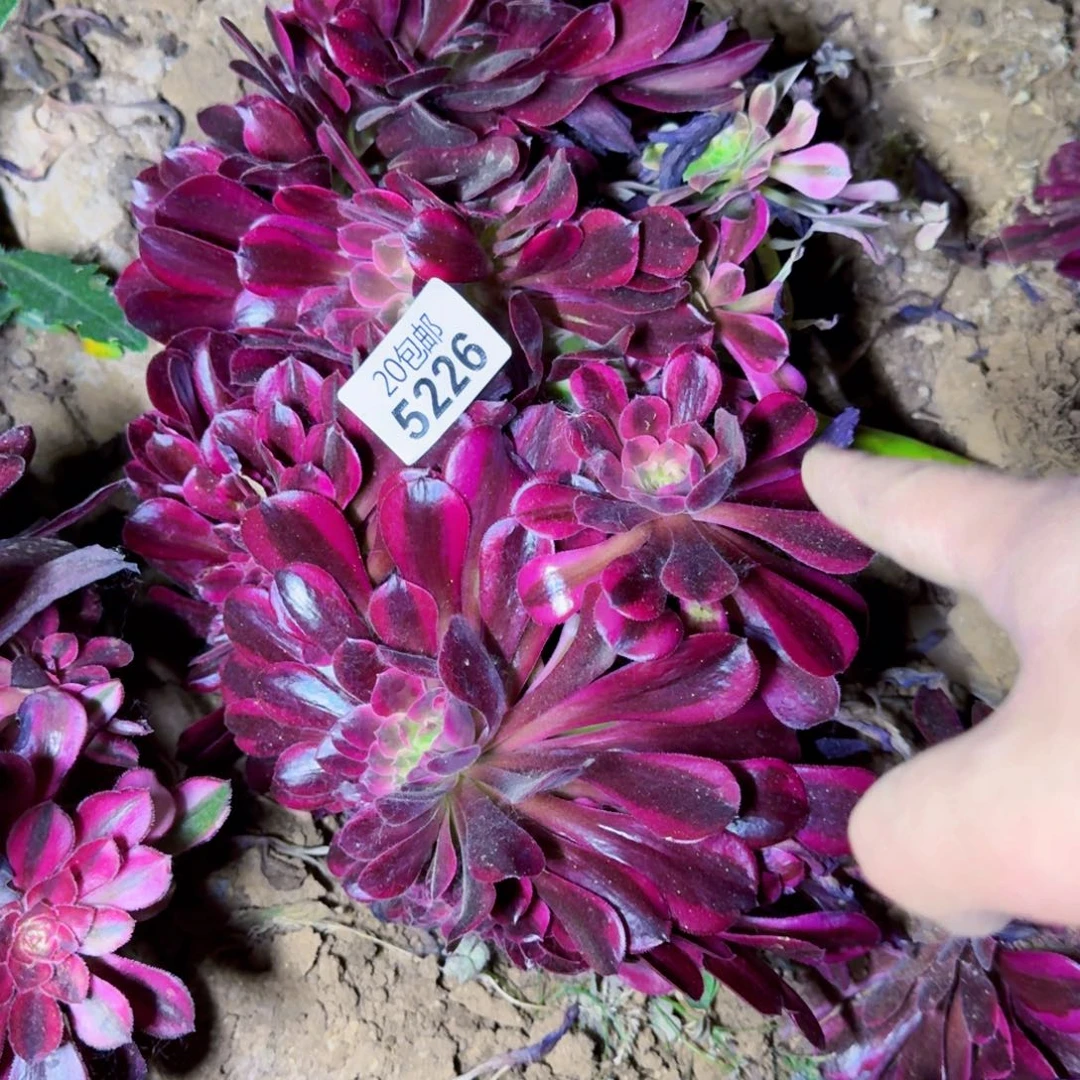 柒****吖5226四号棚美杜莎缀化