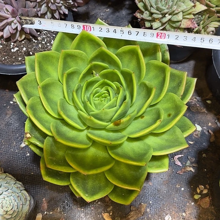 多肉植物一物一拍翠花714