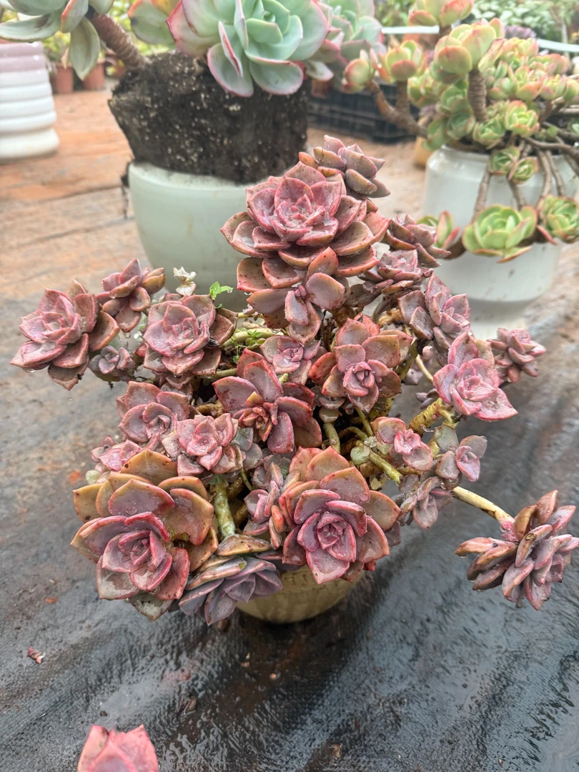 精品多肉植物   彩虹糖