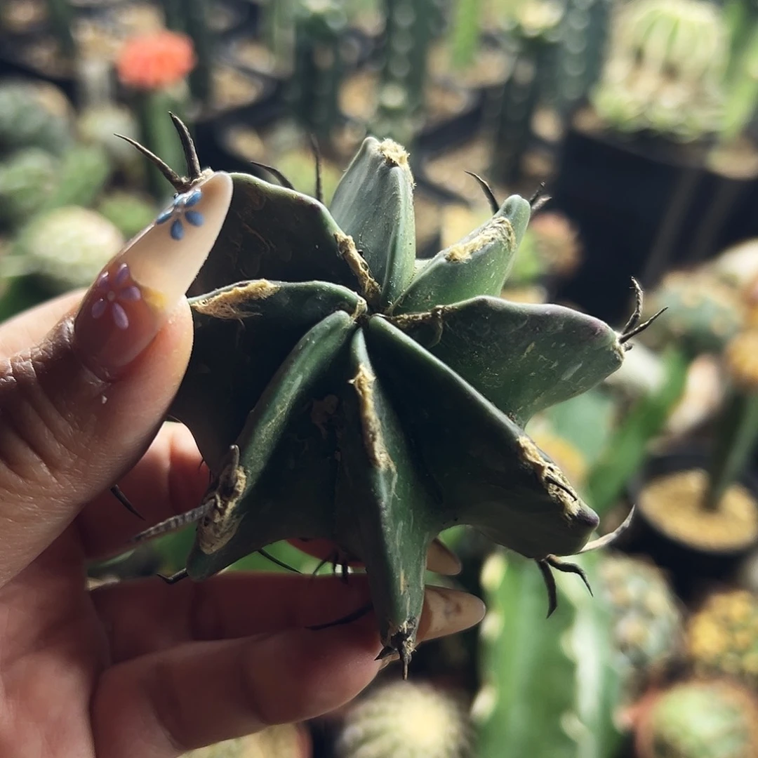 J***y瑕疵福利不售后仙人球111111111