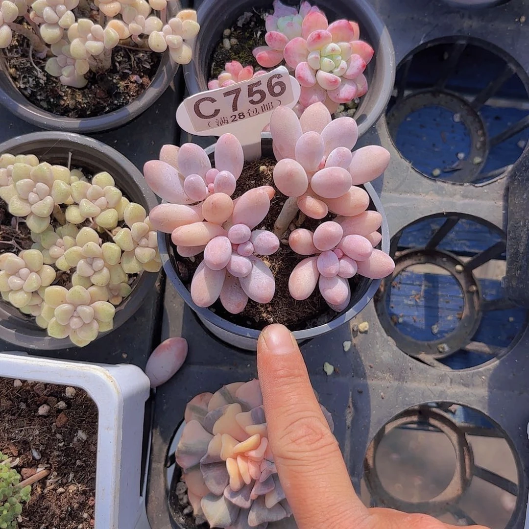 C756樱花奶一物一拍