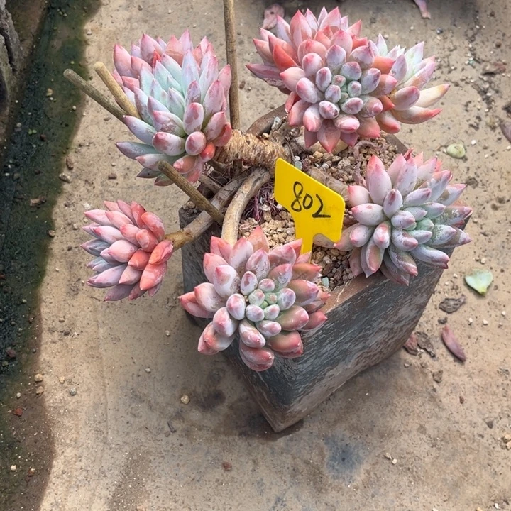 芳***芳802 00000000000000