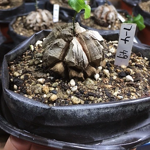 闪7-4南非龟甲龙