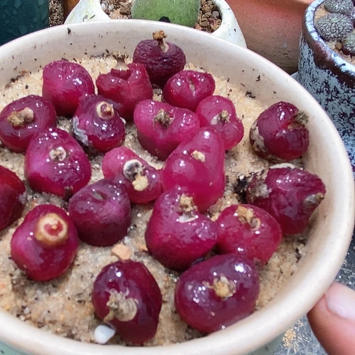 红樱桃一颗     1800.5