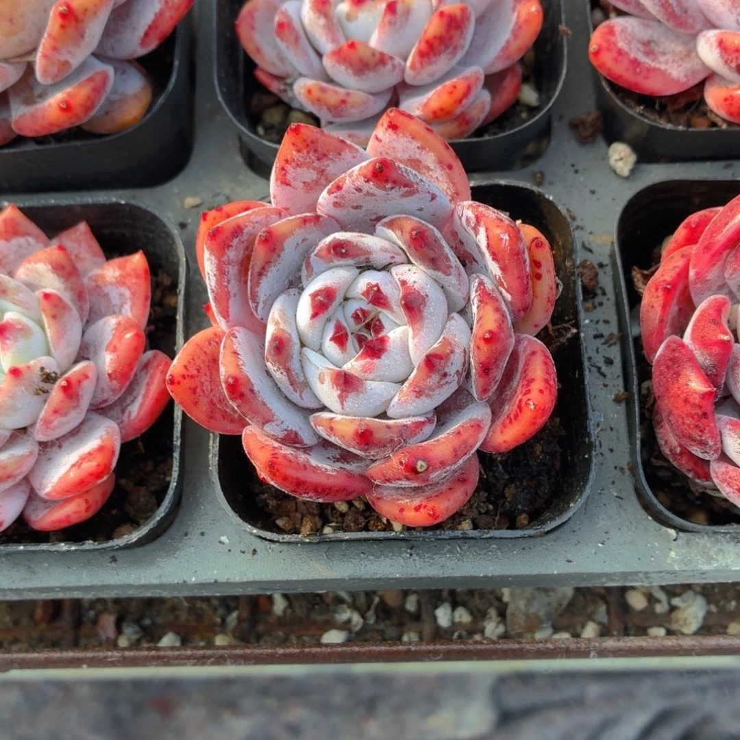 橙梦露多肉9.9包邮发货