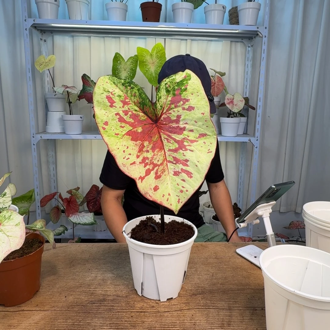 朱***p无花朵覆盆子   0517   5级福利