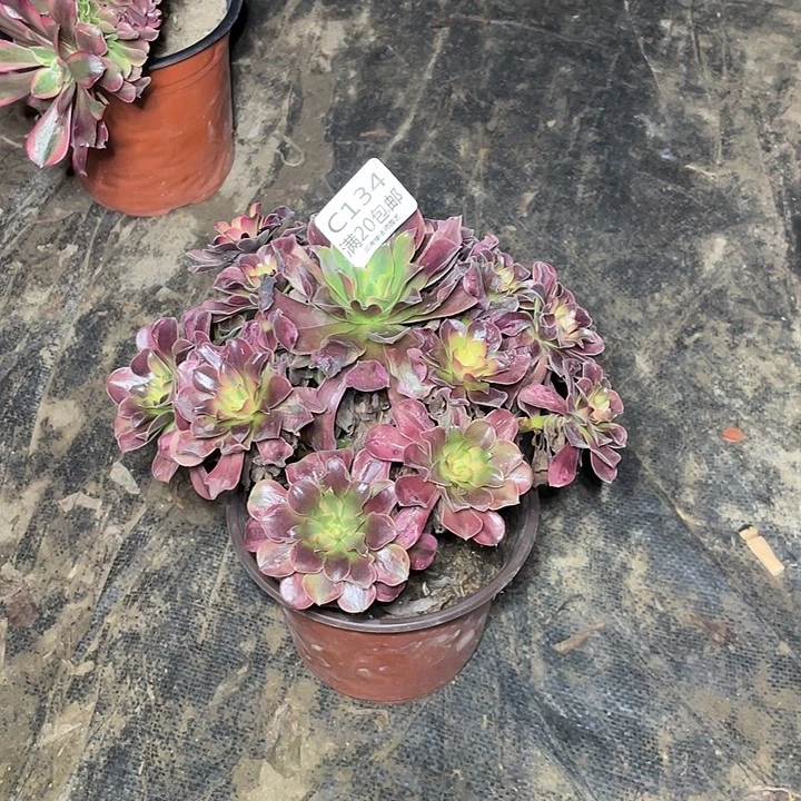 汇***味134美杜莎多肉法师