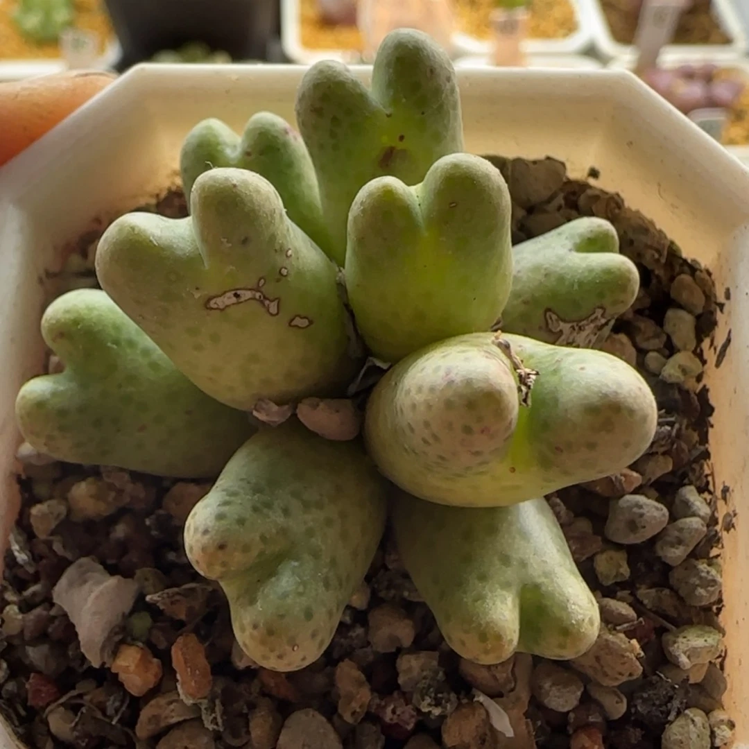 【闪购商品】1214斑马955d