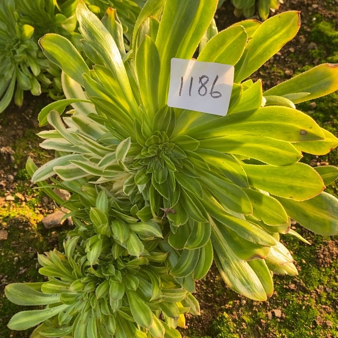 1186碧螺春阴阳多肉植物
