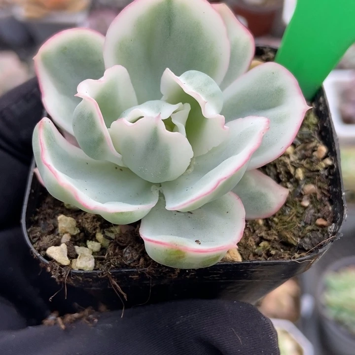 240伯克利锦多肉植物保护