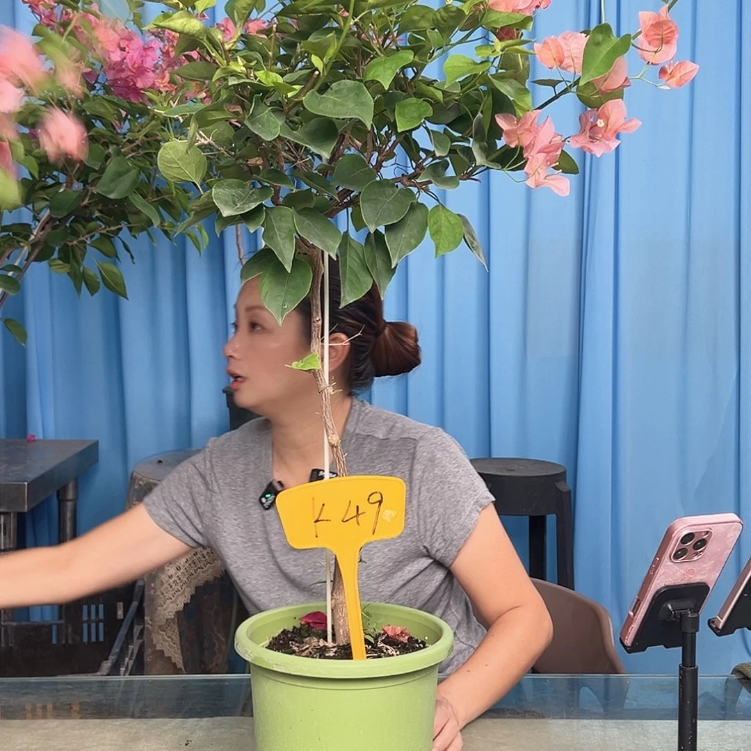 晨***n大部分开放少量花苞K49不甜