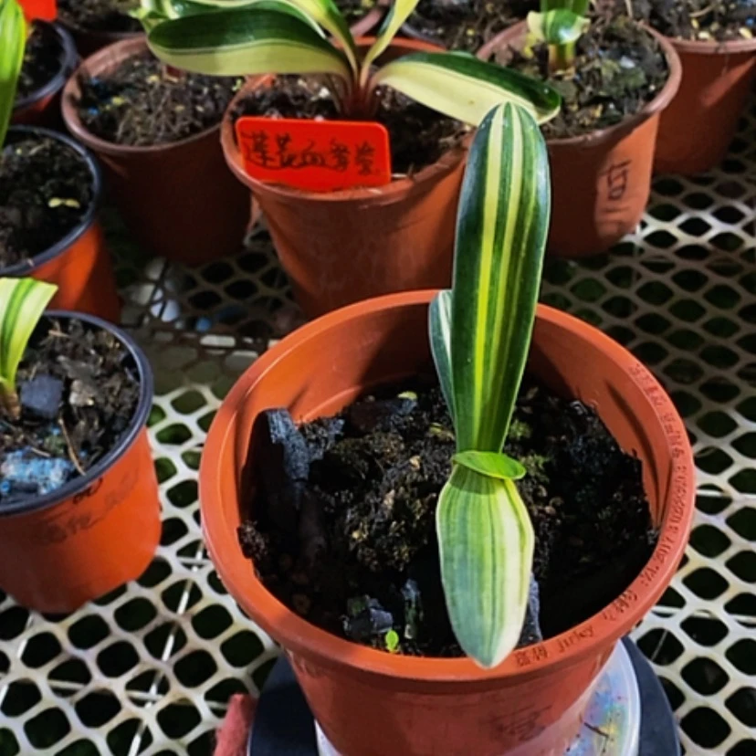 【闪购商品】无花朵马*洪