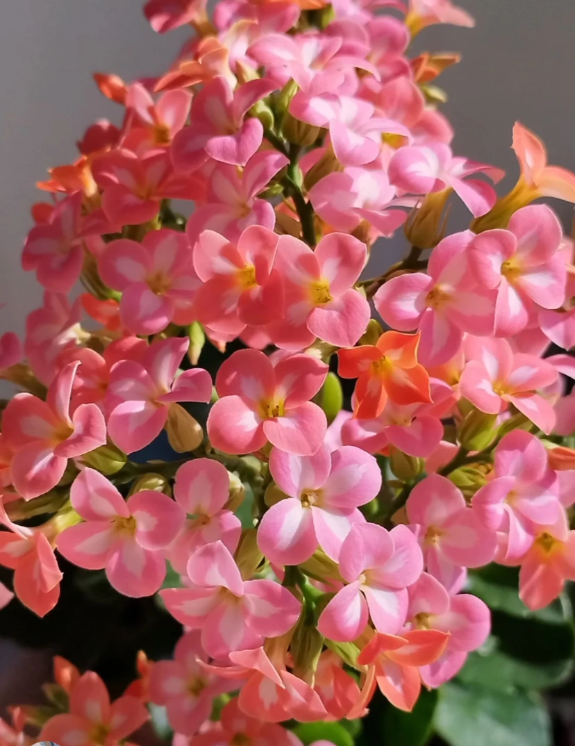 昊景长寿花【基尼】100单瓣花