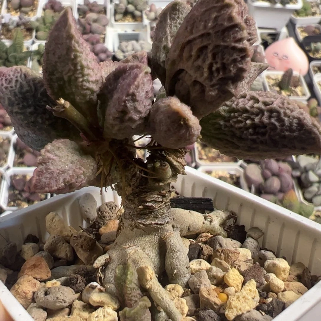 融化纹猪肝多头纯木质桩多肉植物