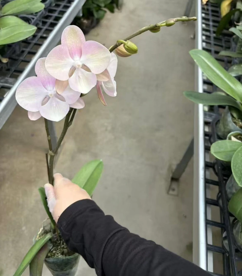 蝴蝶兰【威尼斯】单苗单花剑 带花带花苞侧枝 广州基地直发