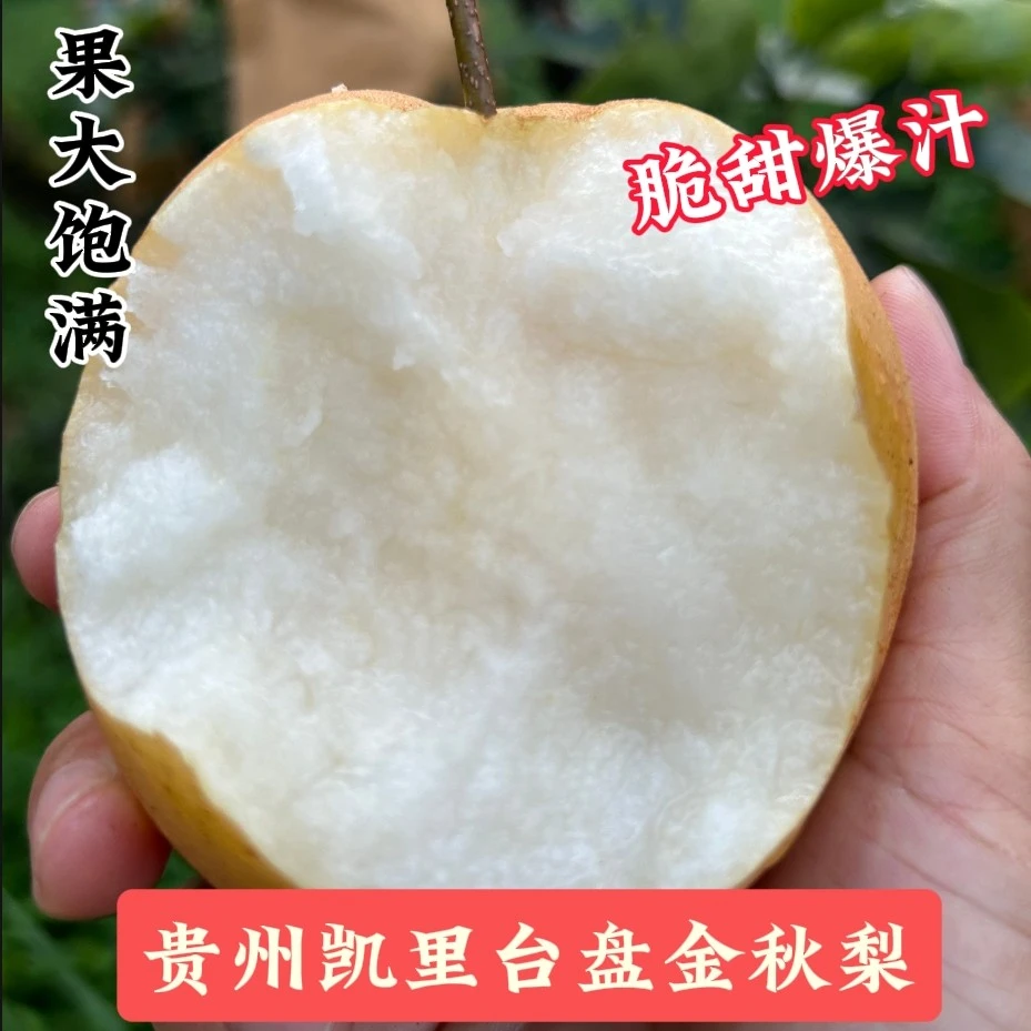 【金秋梨】贵州凯里台盘金秋梨5斤脆甜多汁新鲜应季水果梨子