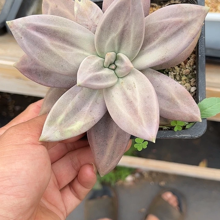 多肉植物一物一拍