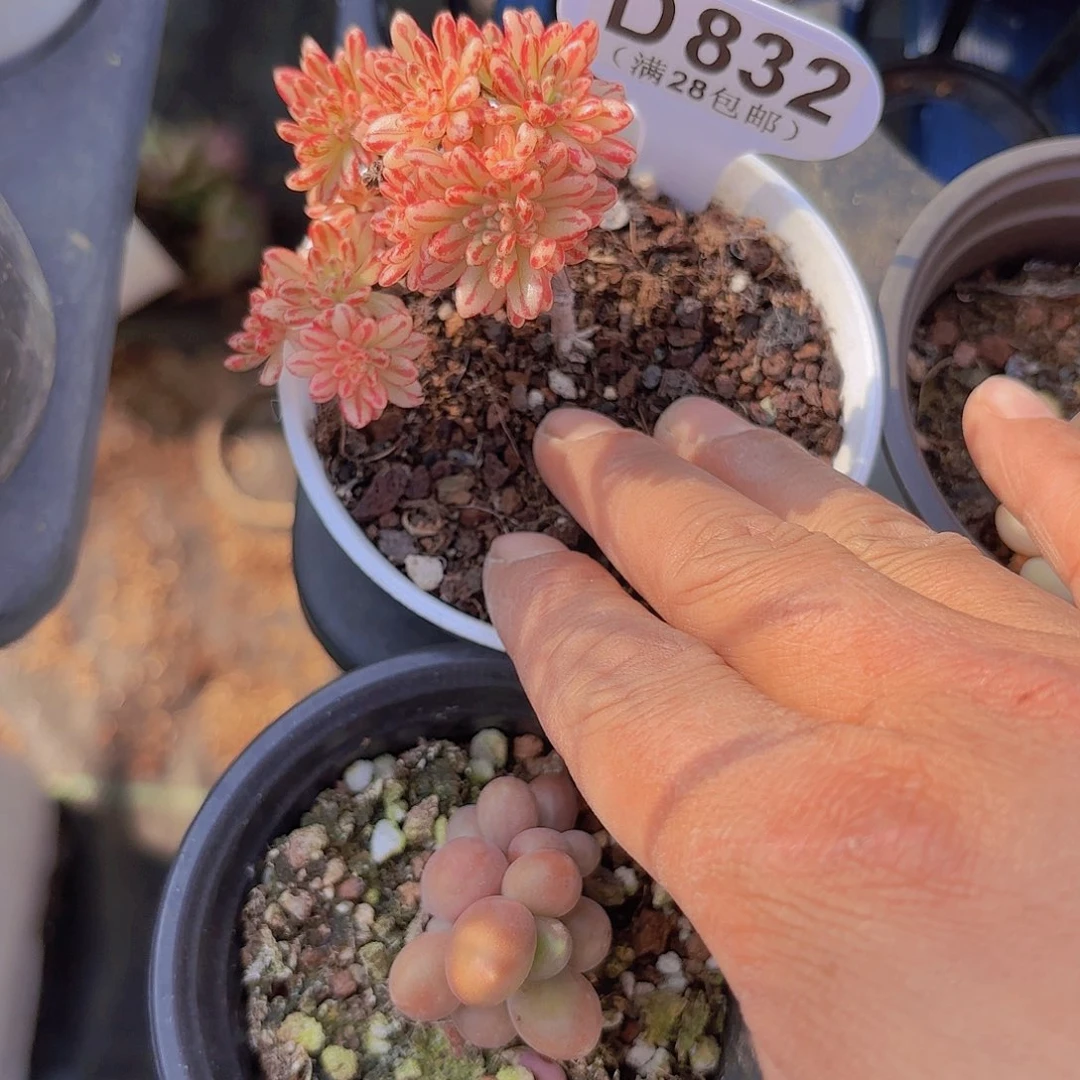 D832小人祭锦一物一拍