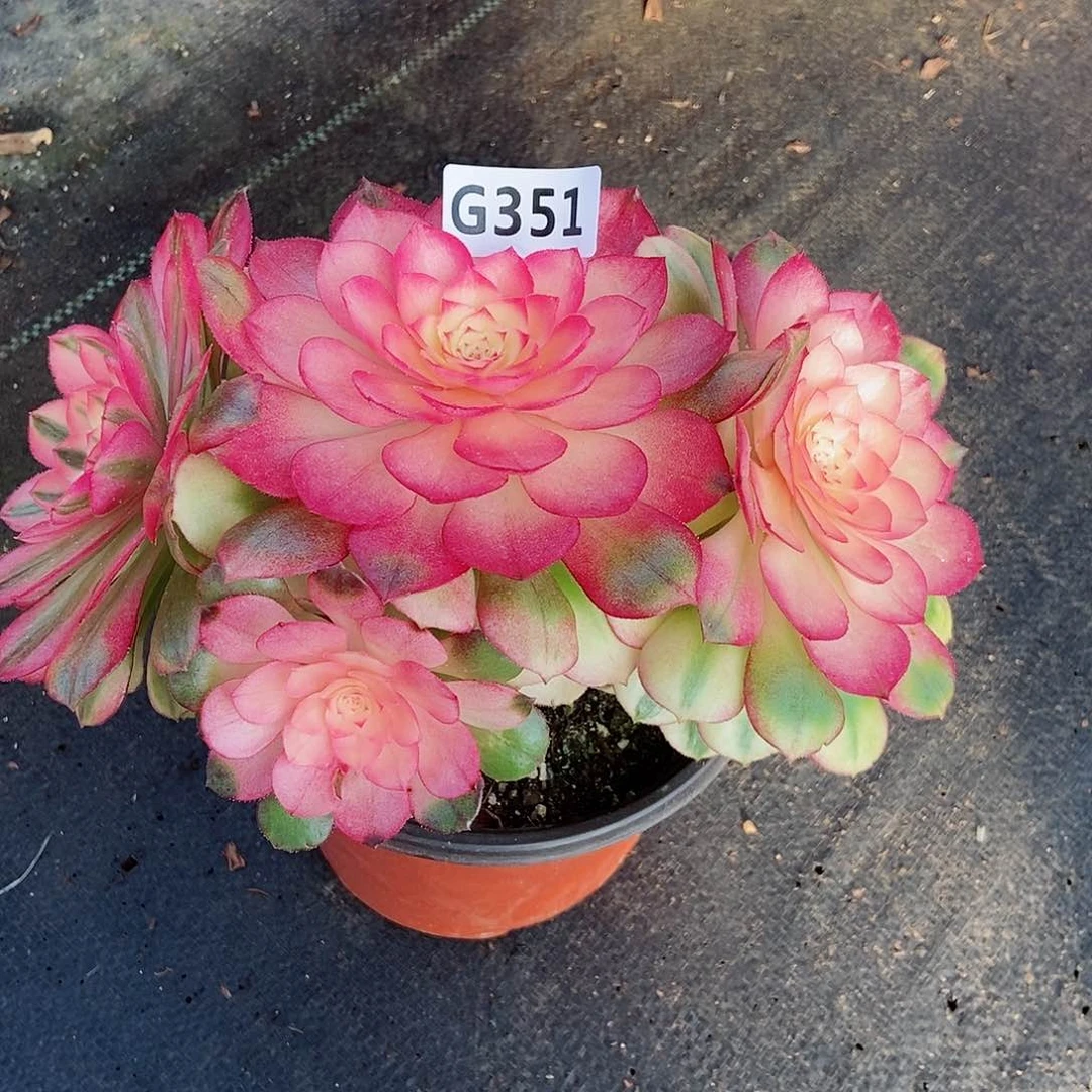 红陶心***@351荔枝3，4头