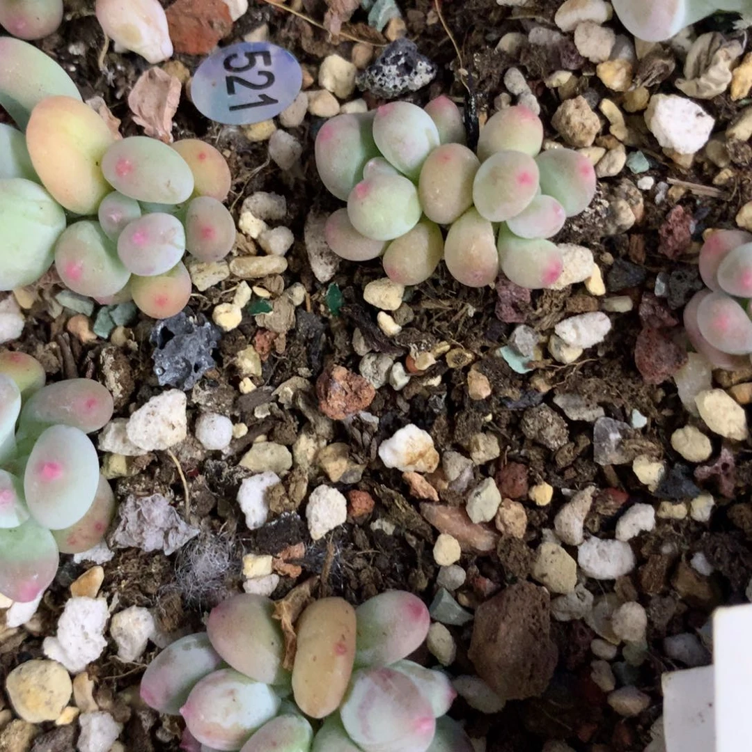 红宝石苹果521号，
