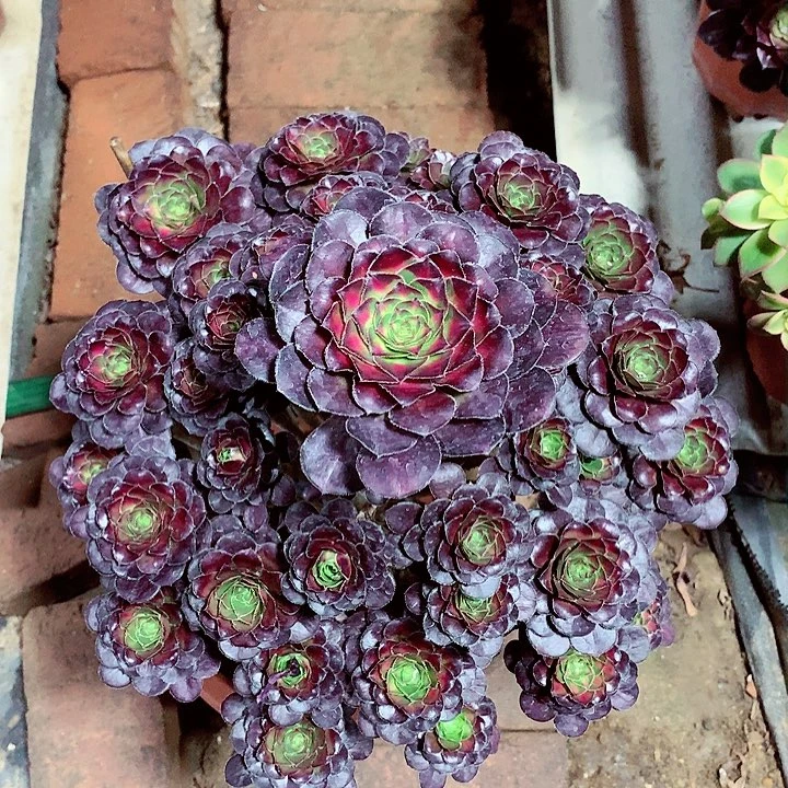 晚霞小朵，多肉植物