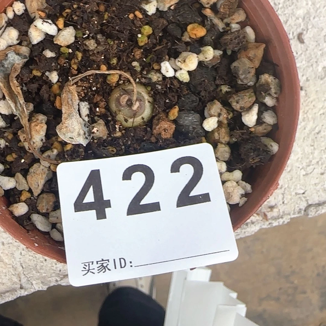 【闪购商品】?块根植物布纹球