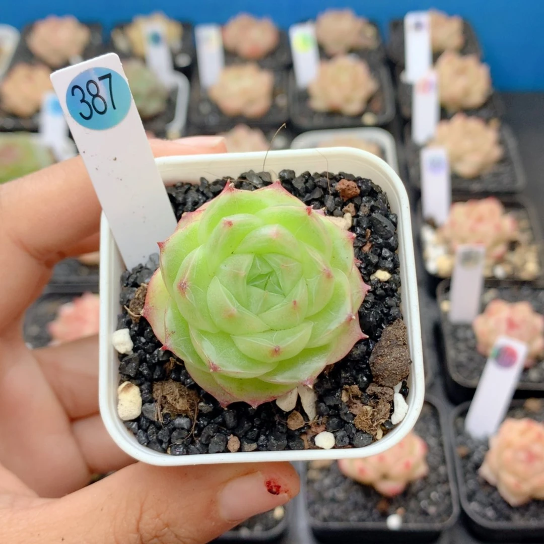 58包邮 群生不包整387