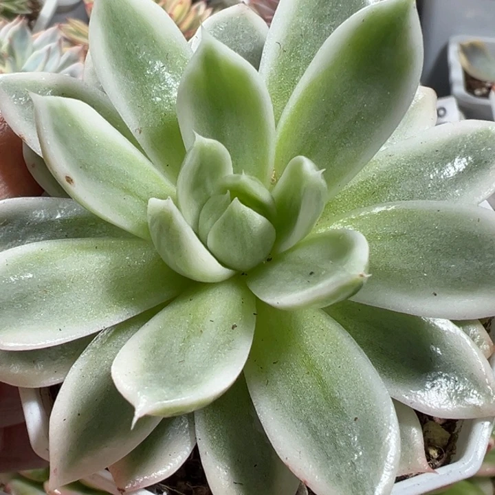 蝴蝶飞锦多肉植物