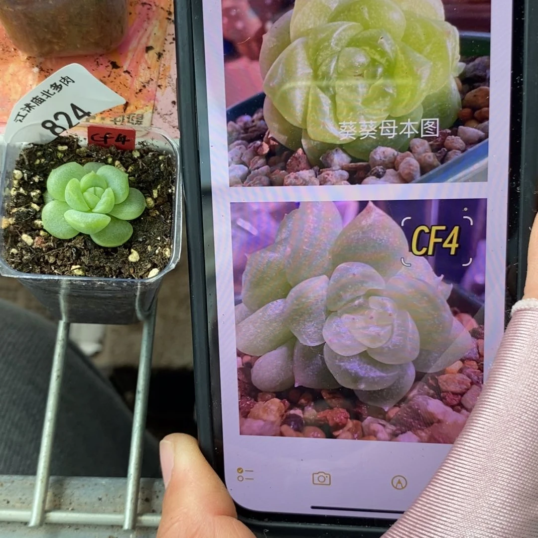 标签824葵葵子财富4一个多肉