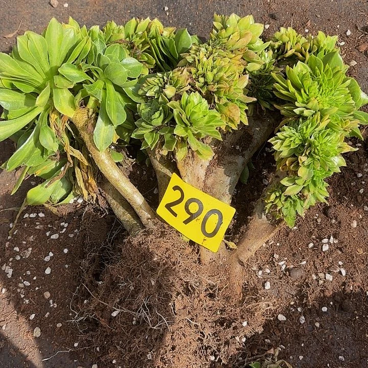 多肉植物绿色缀带290