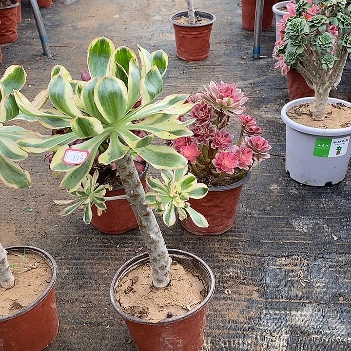 123，燕姿多肉法师有修枝