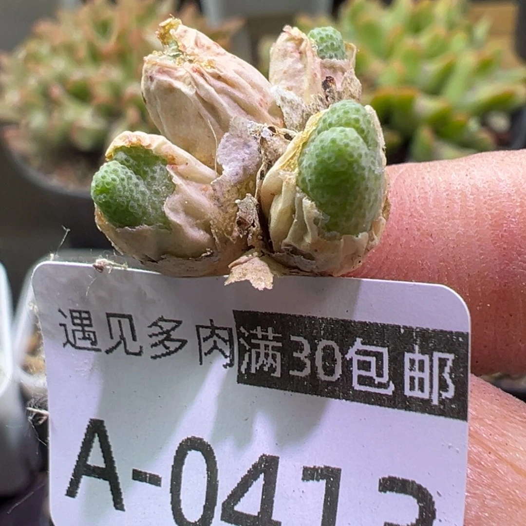 多肉植物1111111111111