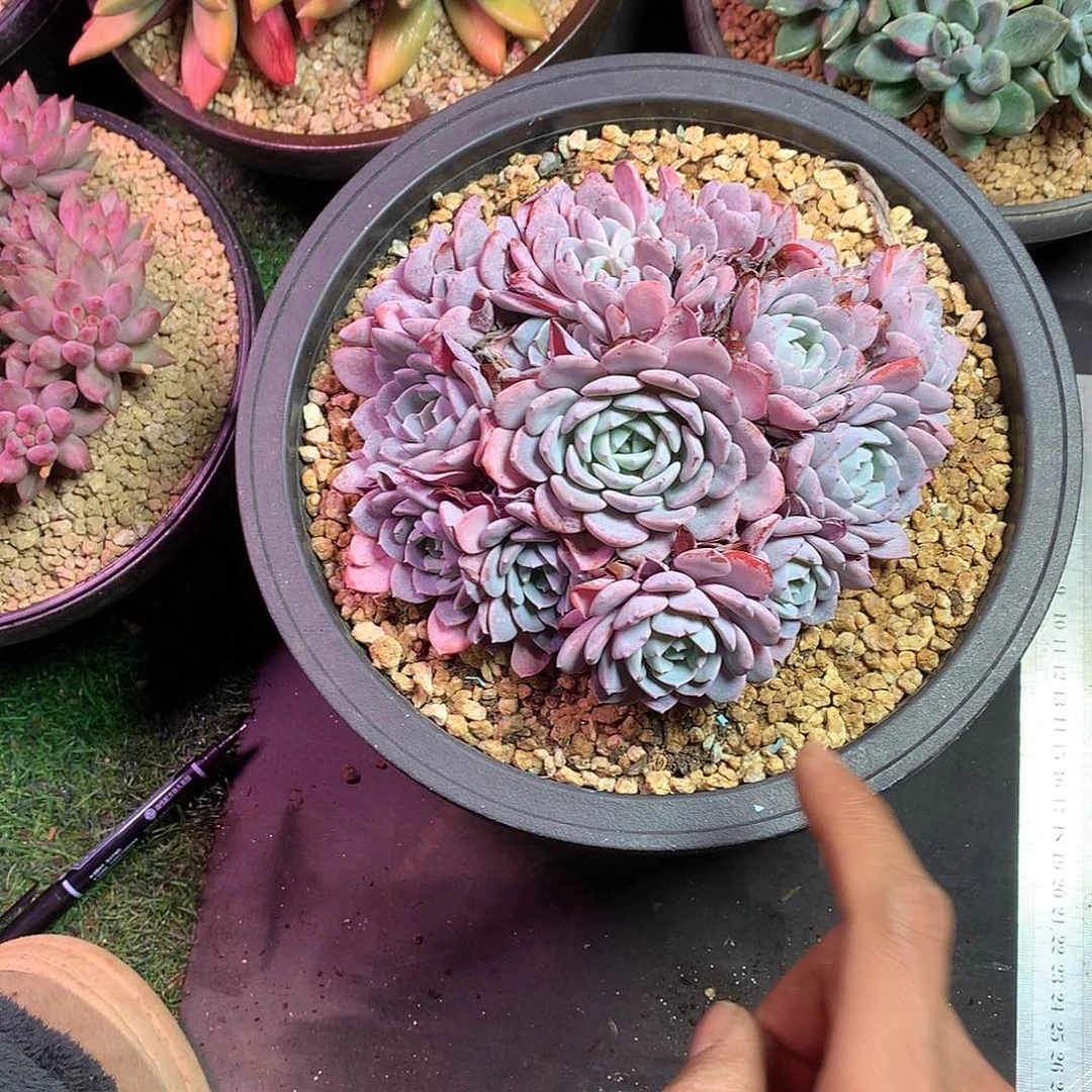 蓓***爷哈哈哈哈哈哈哈哈哈哈哈哈哈哈