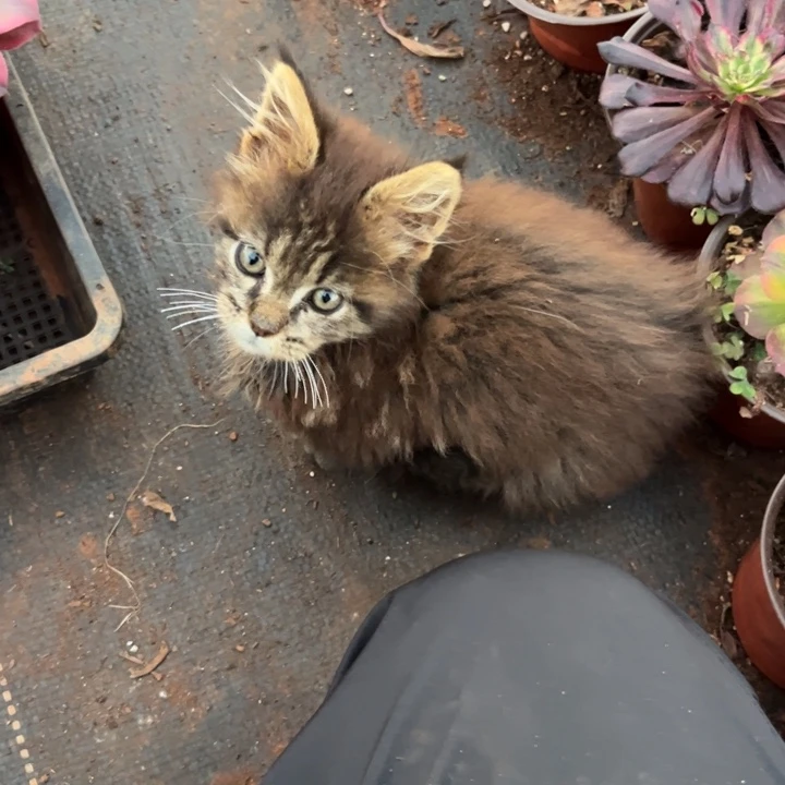 凤***凰奖品一颗多肉植物法师