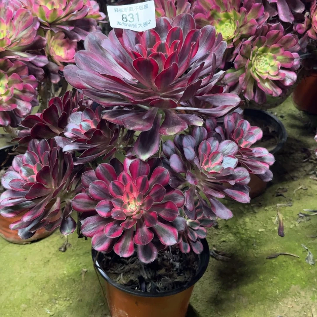 831丽娜多肉植物法师