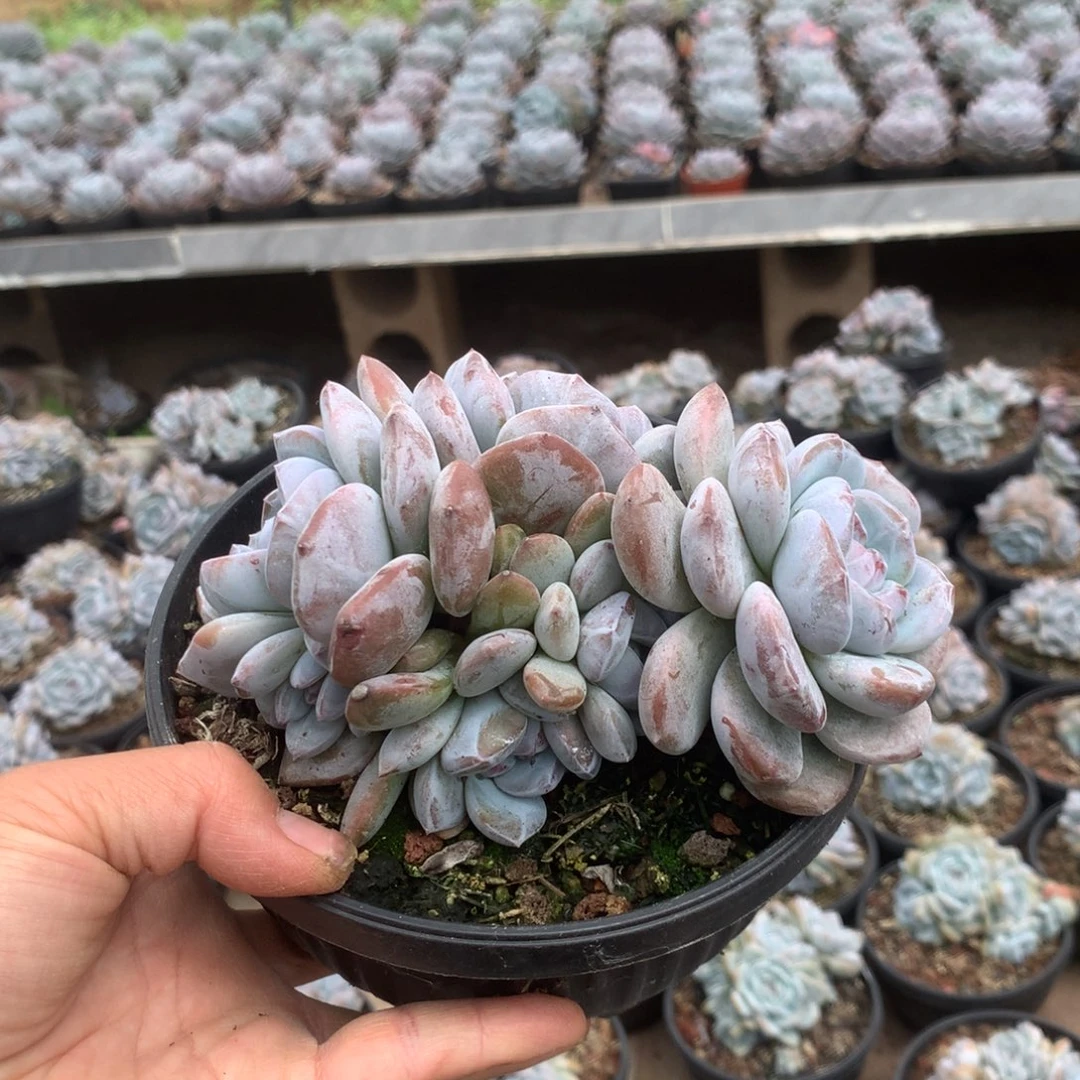 无花朵无砍哈哈哈哈哈哈哈50