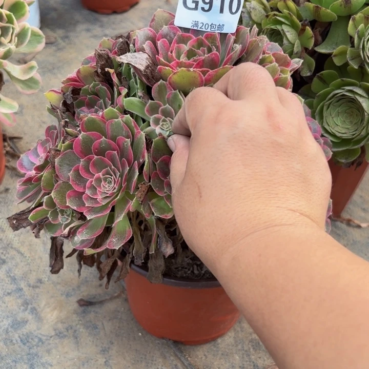瑞妈多肉园艺910安娜