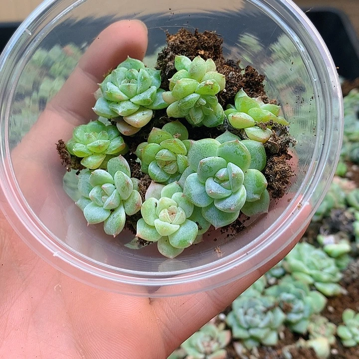 粉钻多肉植物多肉植物