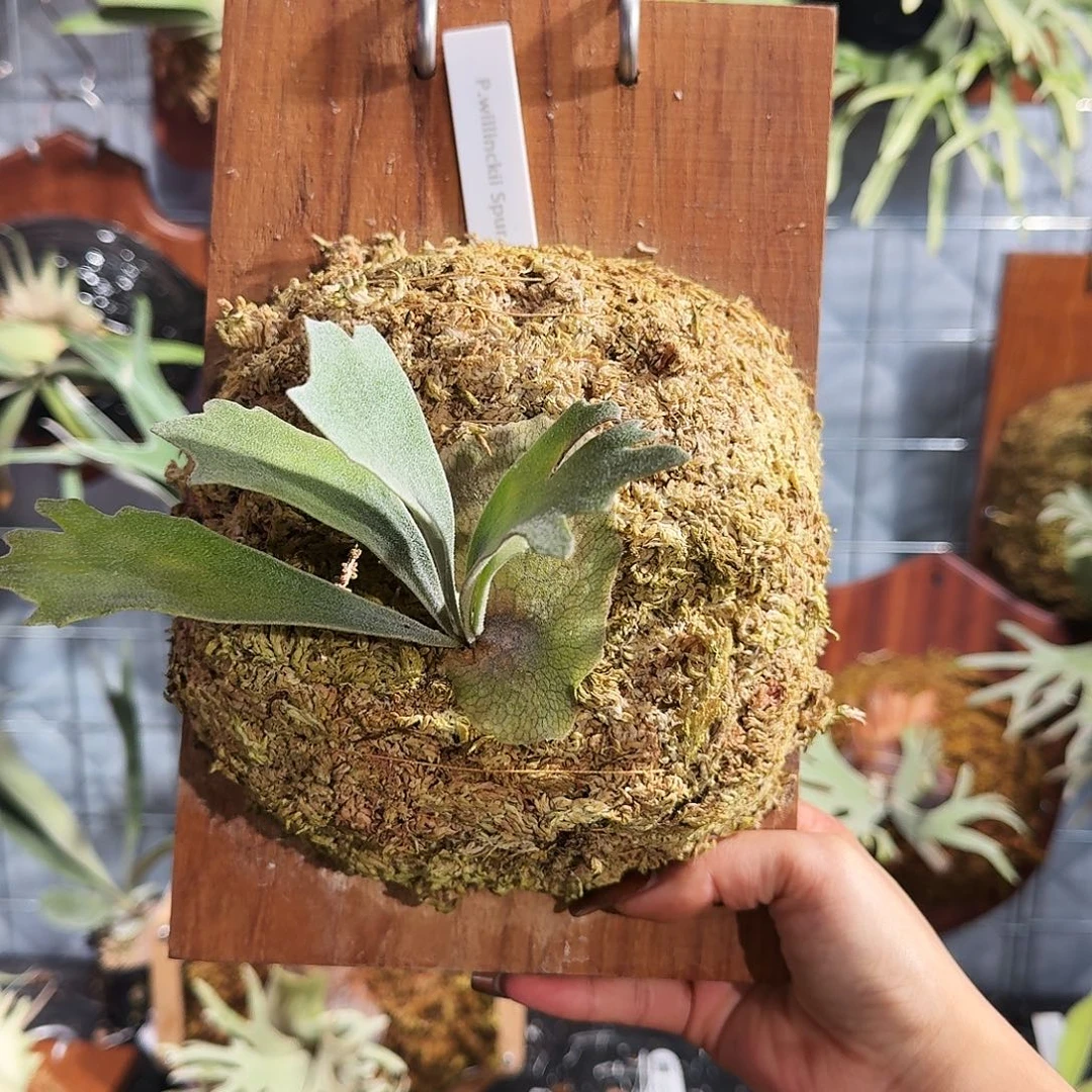 完全开放骨刺tc鹿角鹿