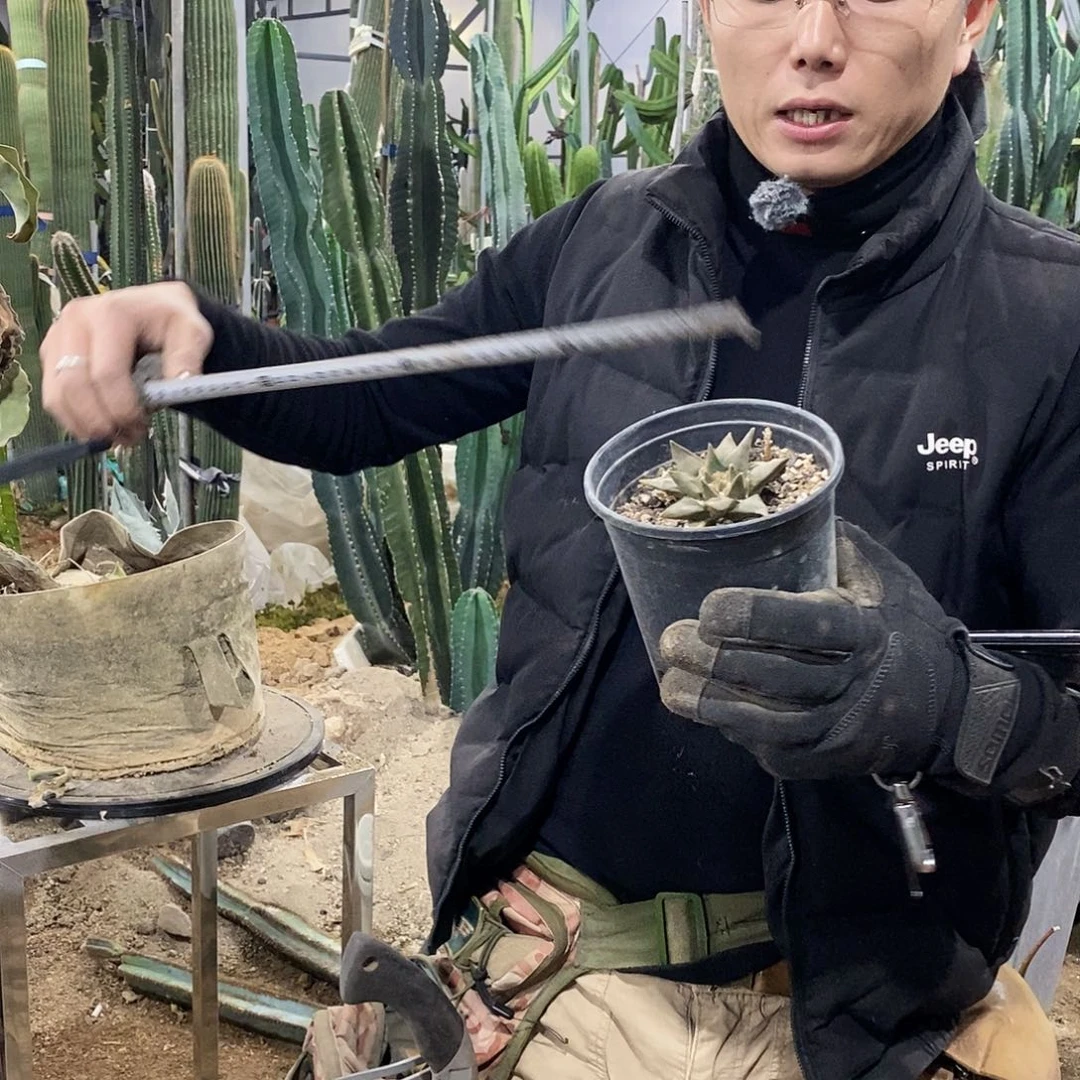 岩牡丹冠幅6-8公分