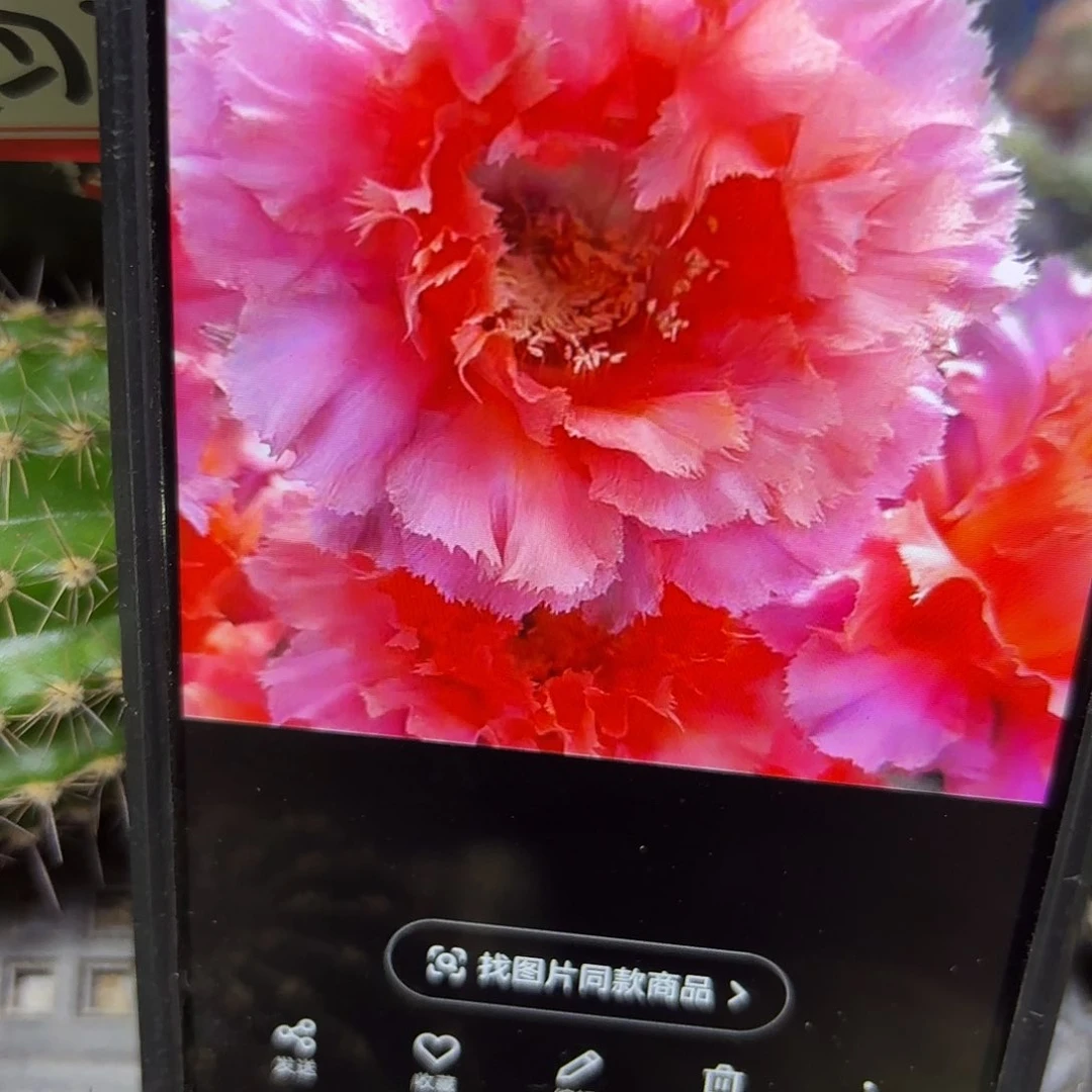 魅羽彩侧牙20包邮21