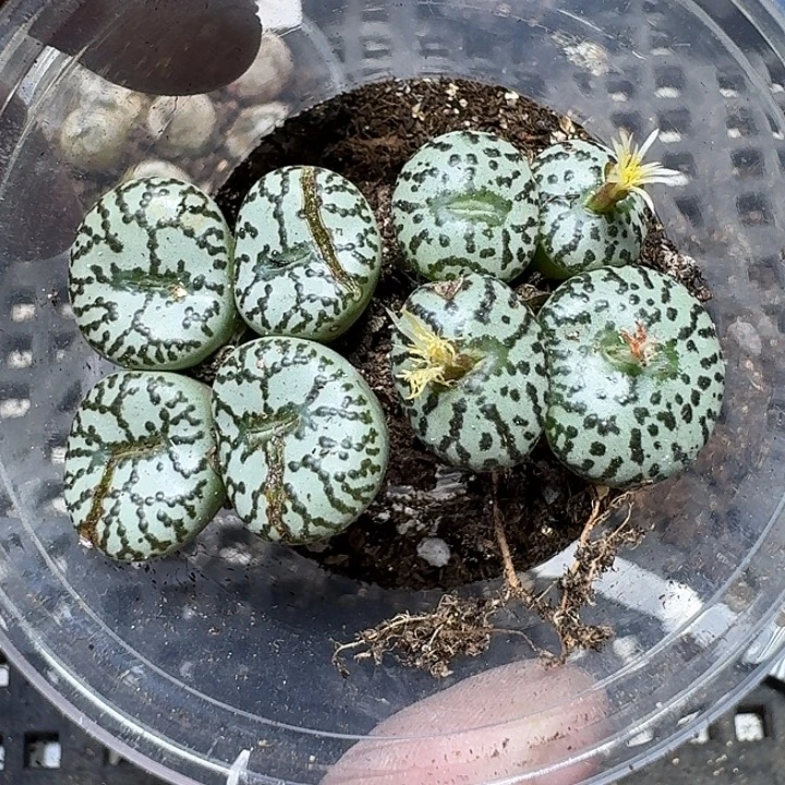 167 多肉植物多肉植物