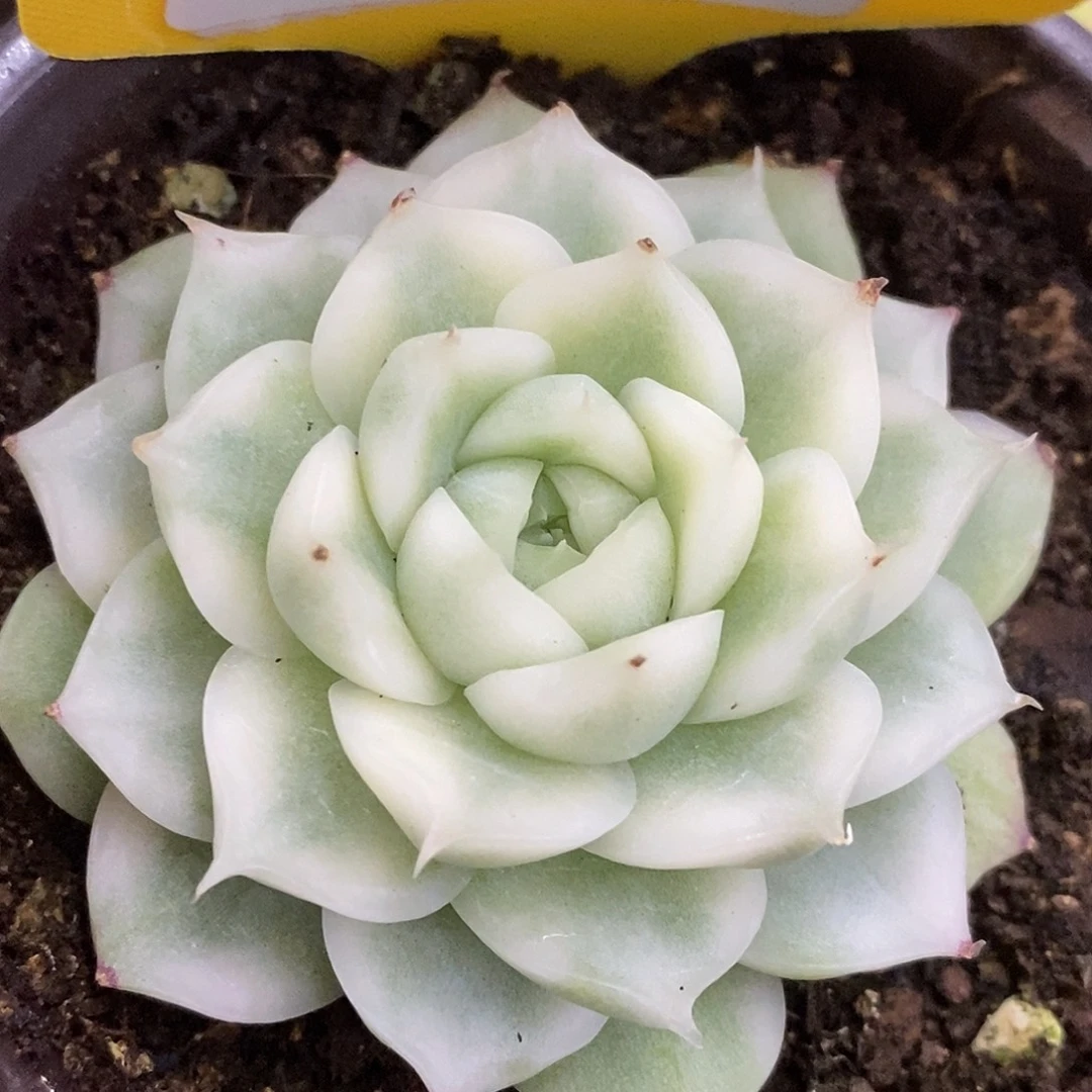 424麦秆哈哈哈哈哈