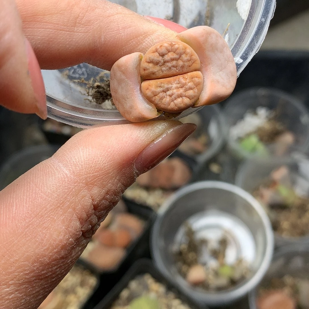 B325多肉植物保护研究所