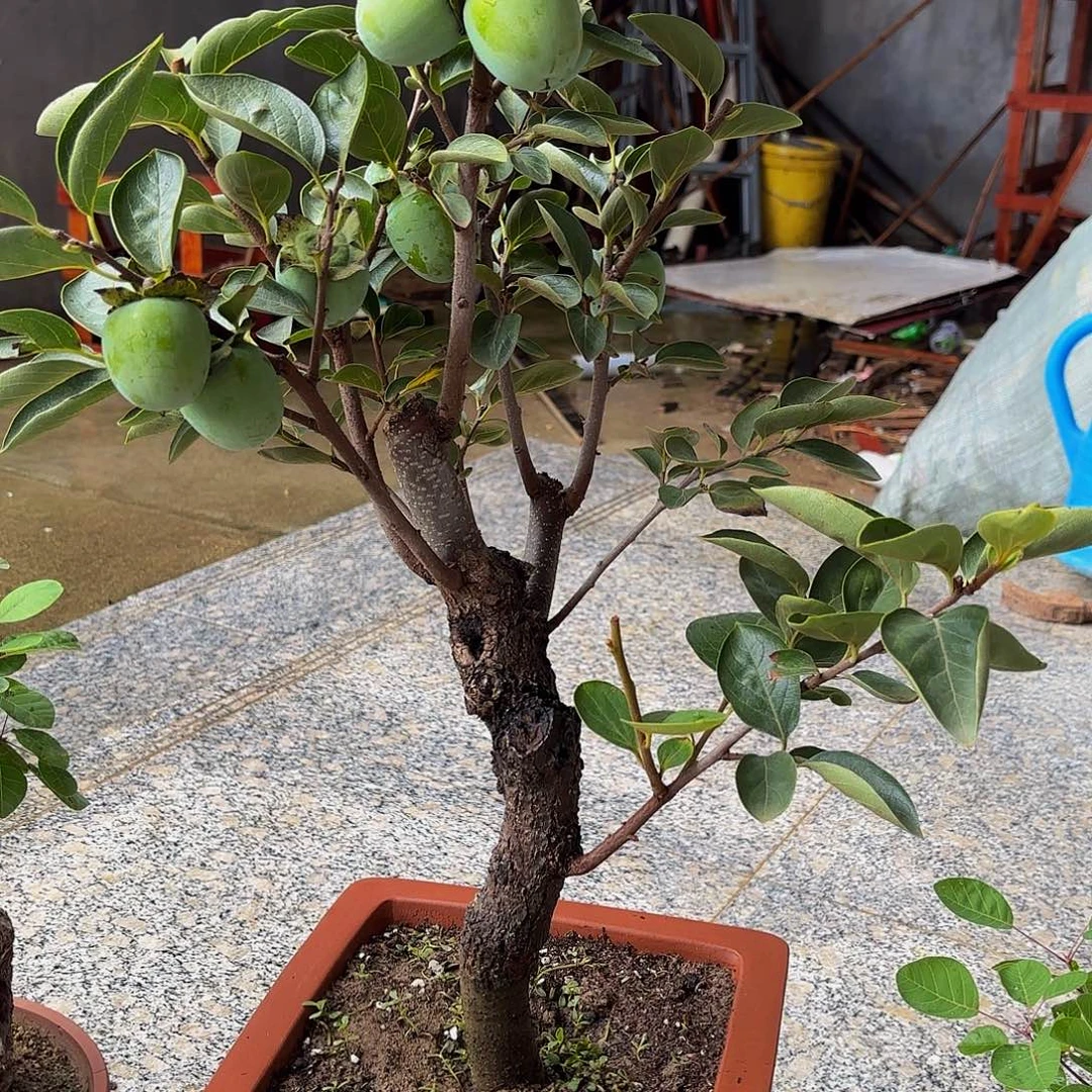 完全开放柿子树盆景盆栽植物
