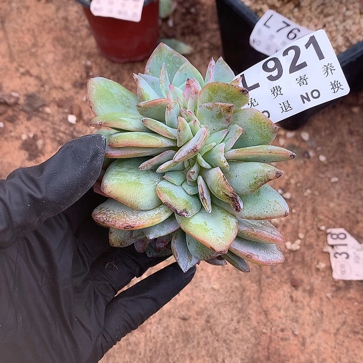 白凤缀化 多肉植物.9.28号发