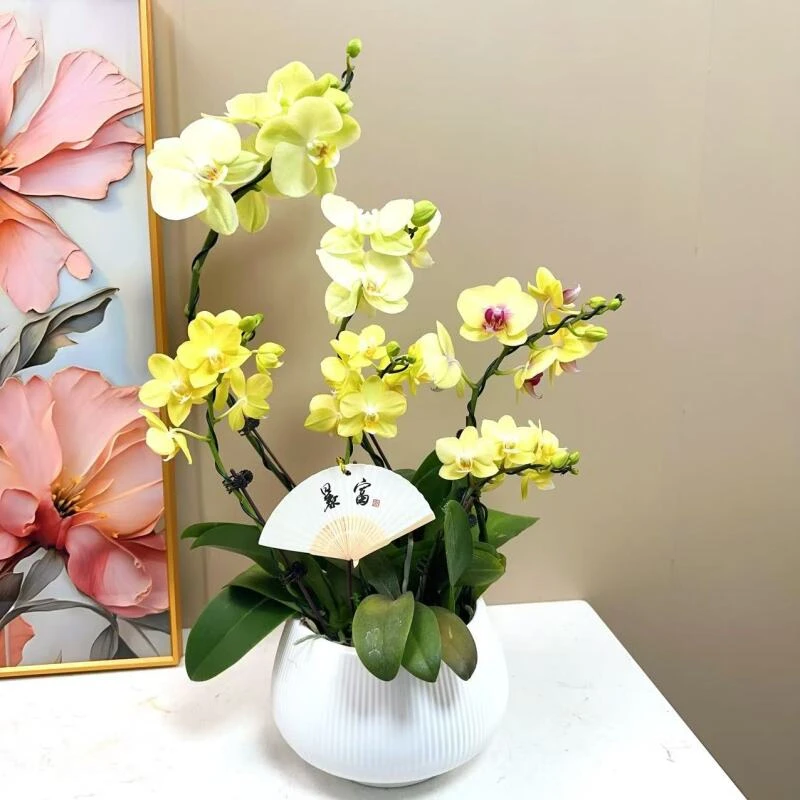 [B全家福] 精品 蝴蝶兰艺术组盆