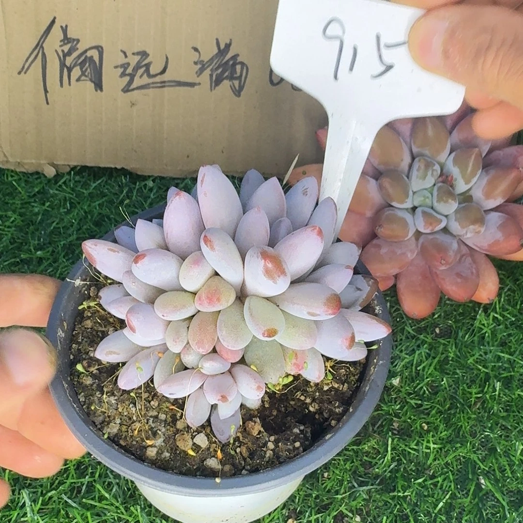 云南多肉小栈橙龙群生915